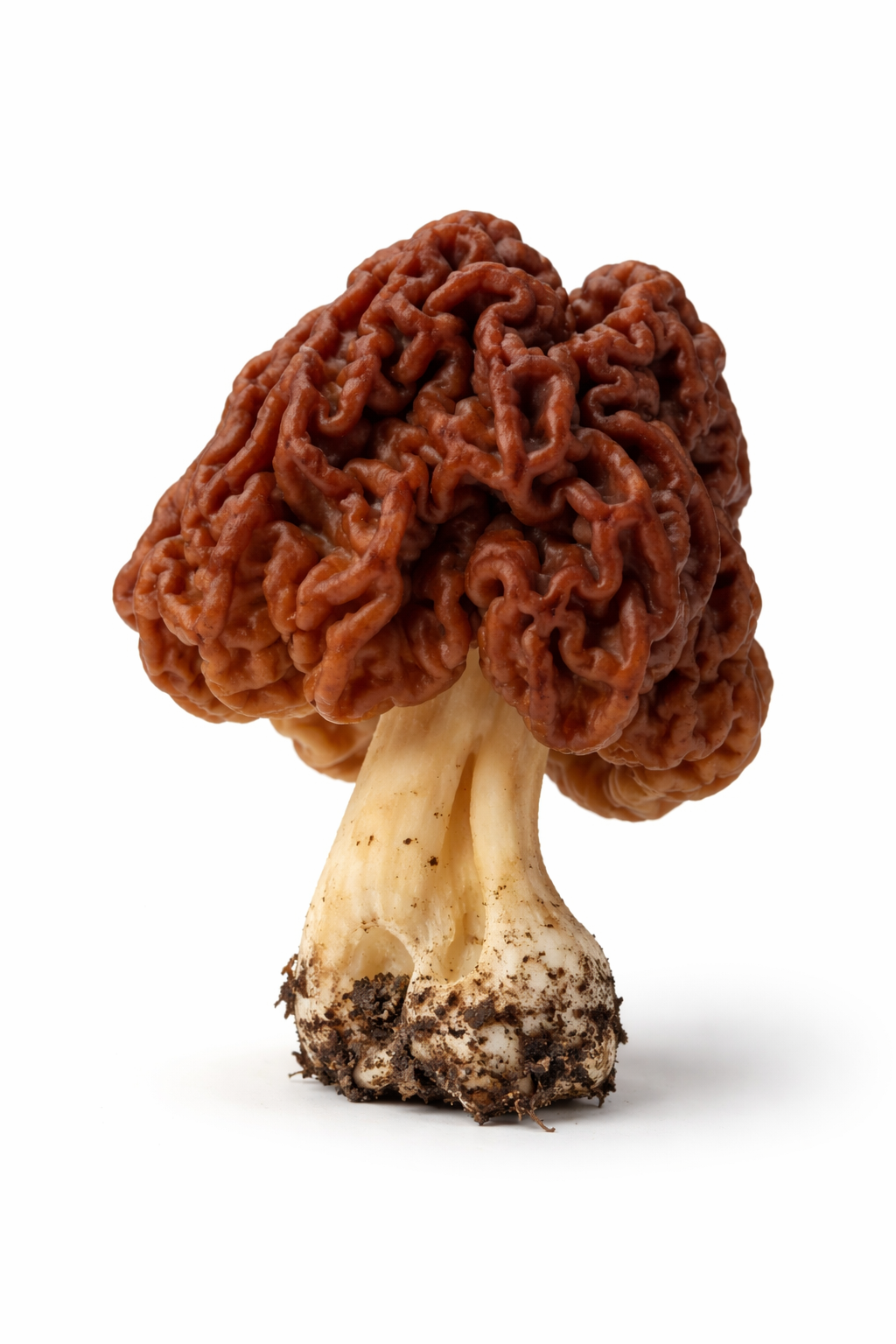 False morel mushroom