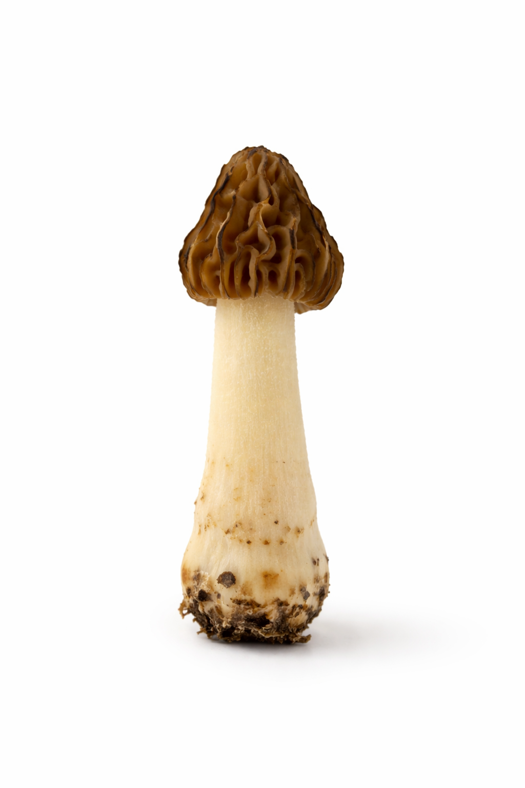 Half-free morel mushroom